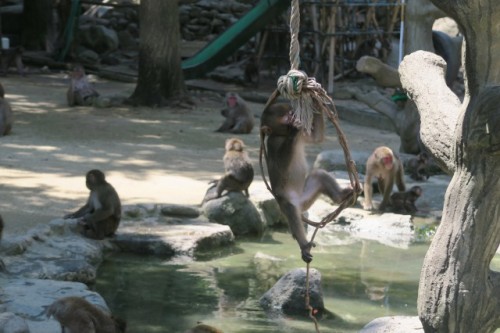 You can observe monkeys playing inside the park