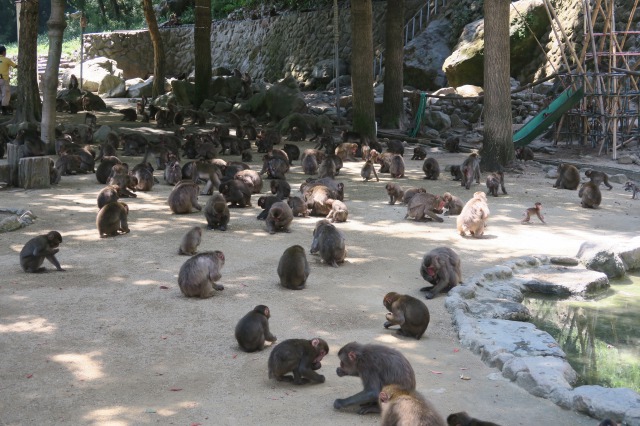 each monkeys seem doing something