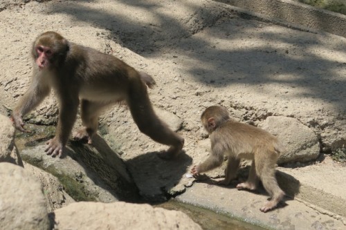Young monkey accompanies with his/her a parent