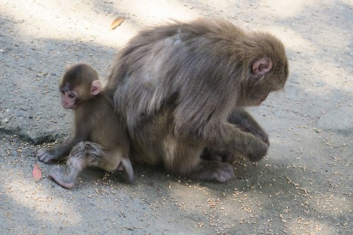 Both monkeys seems one of parents and their child!