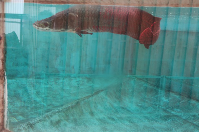 here is Shiraike Jigoku - White pond hell