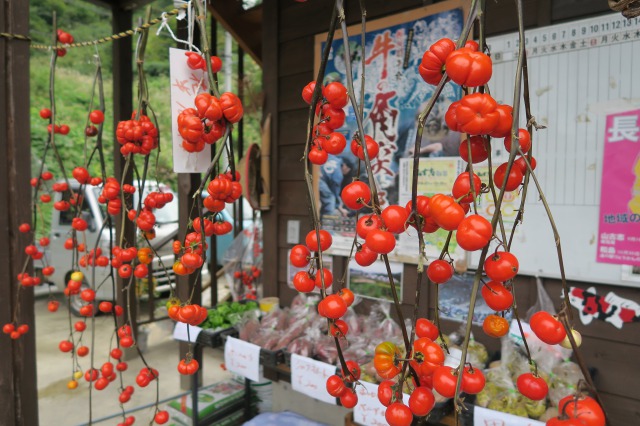 Cute tomato tree!