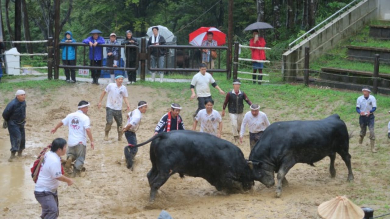 Locking Horns Bull Fighting Aka Bull Sumo In Yamakoshi