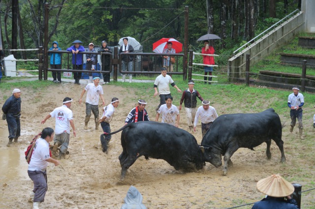 Locking horns: Bull fighting (aka. Bull Sumo ) in Yamakoshi!
