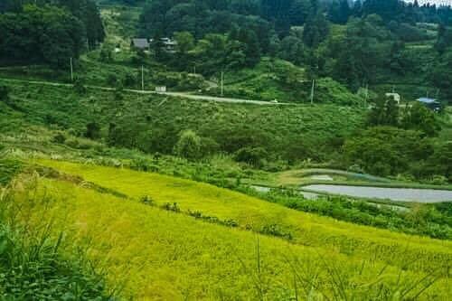 Paddy fields in Yamakoshi are spotted from place to plcace