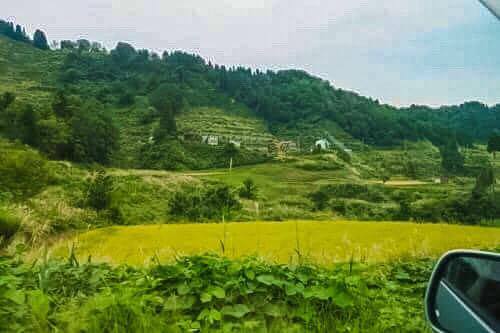Rice field view from a car