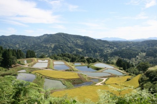Paddy field dotted around Yamakoshi village clearly reflect sunshine like a mirror