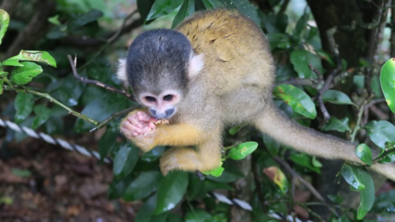 Fun With Monkeys At Ishigaki Yaima Village Okinawa Voyapon