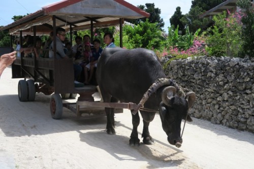 A Water Buffalo Pulling a Cart In Taketomi Island, Okinawa