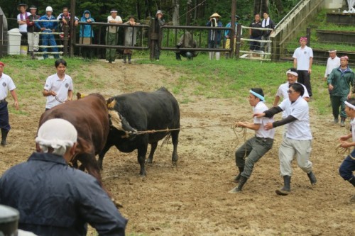 This is how the bull fight is goind