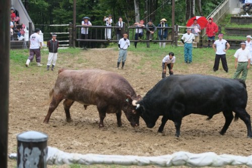 Both of bulls looks quite powerful