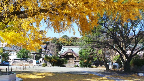 beautiful ginkgo tree with yellow leaves in Yugyo-ji temple