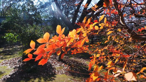 The autumnal stunning colours in Yugyo-ji temple