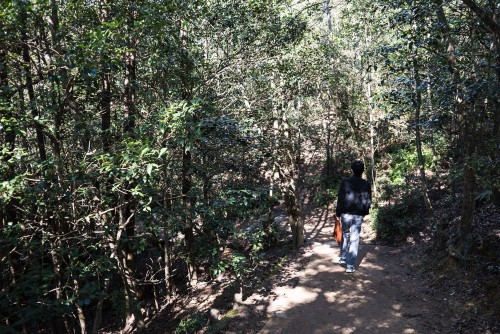 The hiking trail in Mount Misen, Miyajima