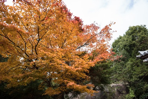 The autumn leaves (momiji) at Mount Misen, Miyajiama