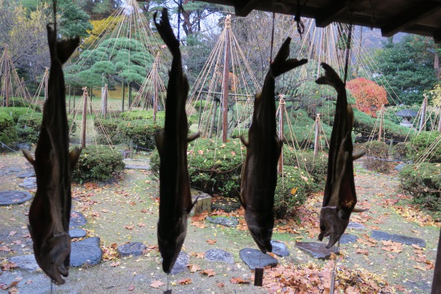 Salmon drying and Amazake trying: A stroll around Murakami