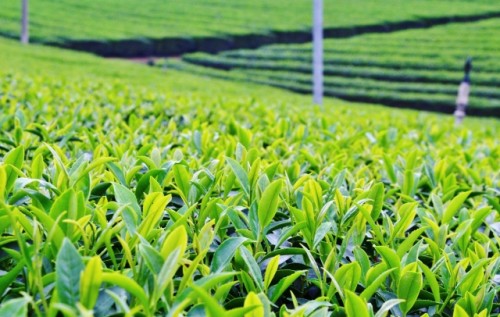 The green tea farm in Japan.