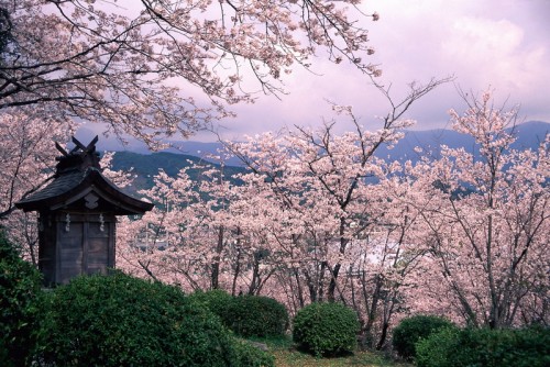 Ogi Park is a famous spot for cherry blossom viewing in spring, 