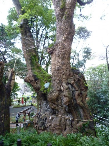 Atami's ancient camphor tree