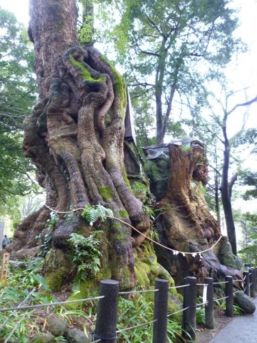 Atami's ancient tree