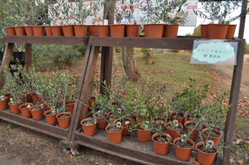 olive trees for purchase