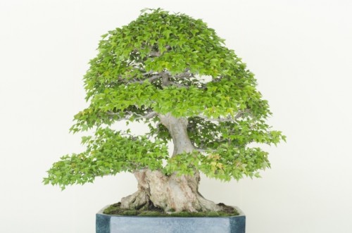 Bon-sai(盆栽) literally translates to "tray planting," which is exactly what the art of bonsai is.