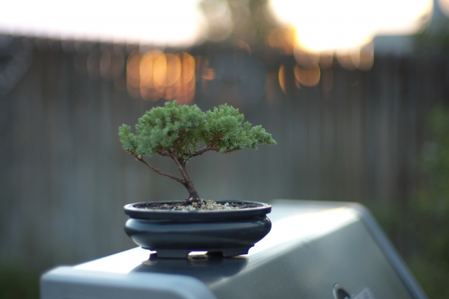 Bonsai and Where to See This Unique Art Form in Japan