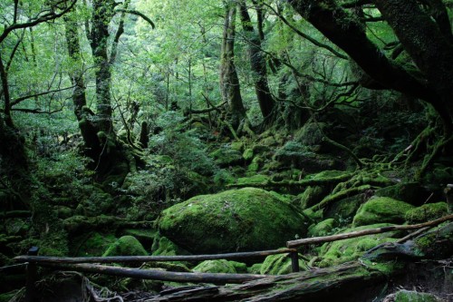 yakushima's green forest , Kagoshima prefecture, Kyushu, Japan.
