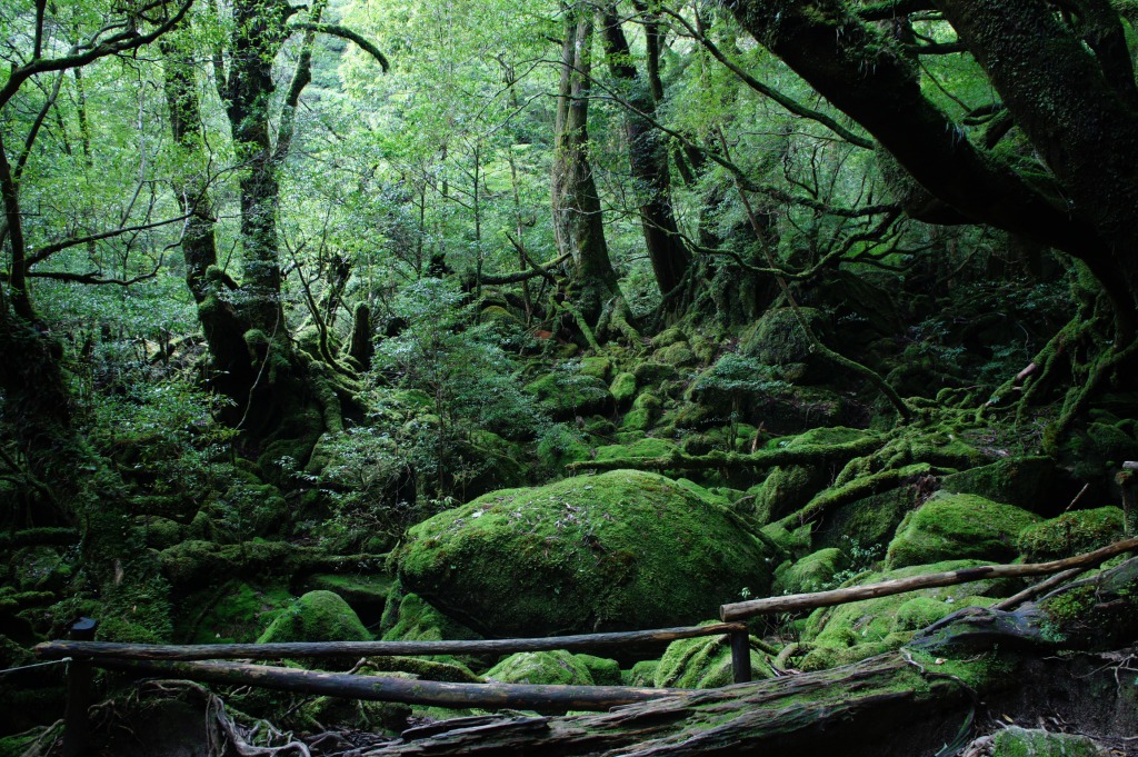 Don’t leave Kagoshima without it! – Travel tricks and tips for your adventures in Yakushima!