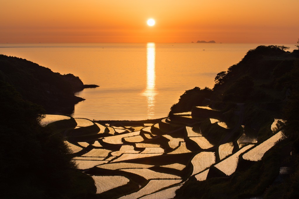 Rice Fields at sunset