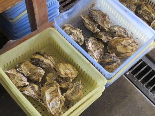 Local oyster in Tara region, Saga.