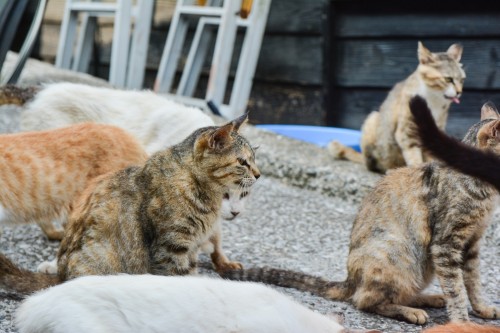 Cat's Enjoying Their Morning Meal at Cat island Fukashima, Oita prefecture, Kyushu.
