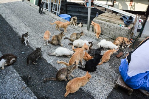 Cats Enjoying Their Morning Meal at Cat island Fukashima, Oita prefecture, Kyushu.
