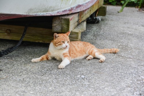 An cat at Cat island Fukashima, Oita prefecture, Kyushu.