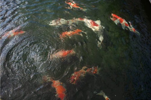 Yamakoshi is listed on the Japan’s Agricultural Heritage and is known for the birthplace of Nishiki Koi in Japan.