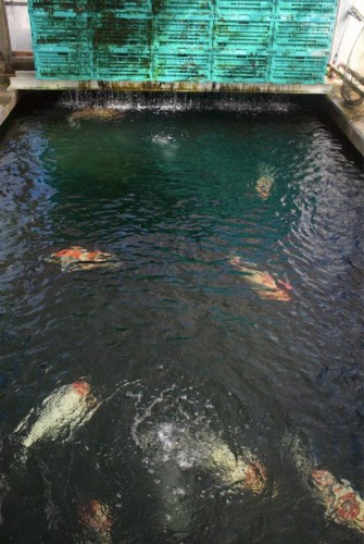Yamakoshi is listed on the Japan’s Agricultural Heritage and is known for the birthplace of Nishiki Koi in Japan.