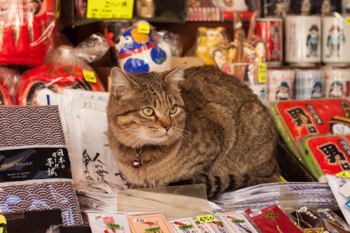 Shibamata, Tokyo: Discover the Charming Highlights of this Small Town