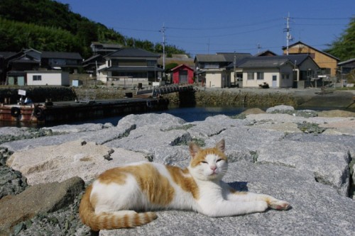 Cat Island, Aoshima island in Ehime prefecture , Shikoku, Japan.