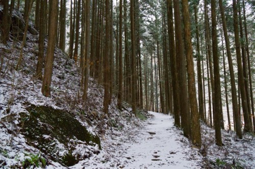 Treelined Path at Kakizore Gorge