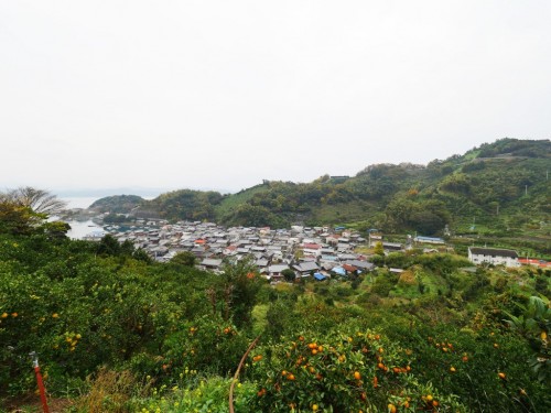 Mikan's terraced field in face of Uwakai sea, Ehime, Japan.