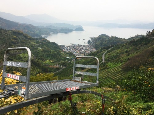Mikan's terraced field in face of Uwakai sea, Ehime, Japan.