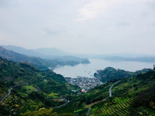 Harvest the Mikan Mandarines at Seaside Uwakai
