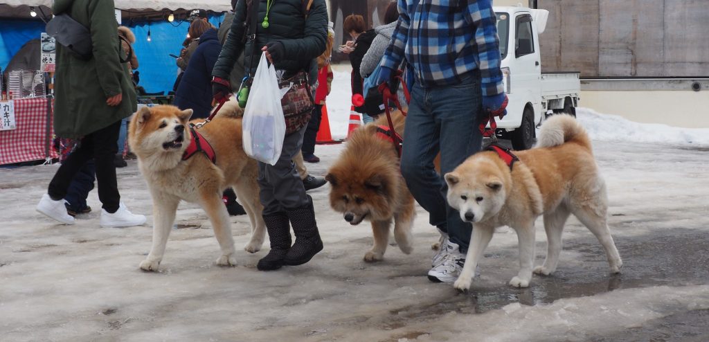 Akita Inukko Matsuri : Dog and Temple Snow Festival in Yuzawa