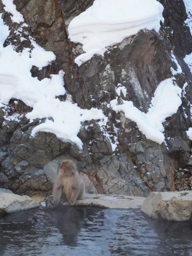 Treffen Sie japanische Makaken im Schneeaffenpark im Shiga Kogen Nationalpark