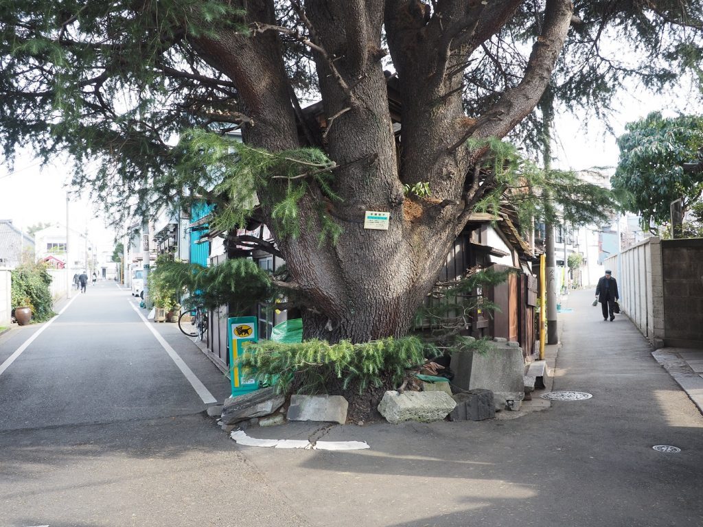 Yanaka Cedar Tree at Yanesen area in Tokyo, Japan.