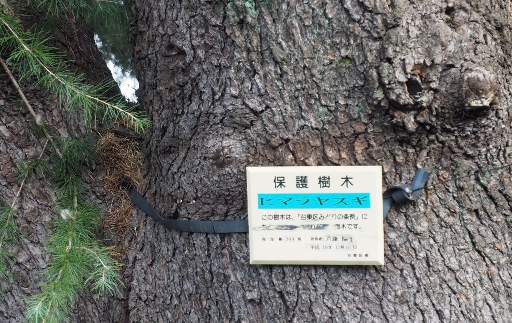 Yanaka Cedar Tree at Yanesen area in Tokyo, Japan.