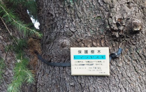 Yanaka Cedar Tree at Yanesen area  in Tokyo, Japan.