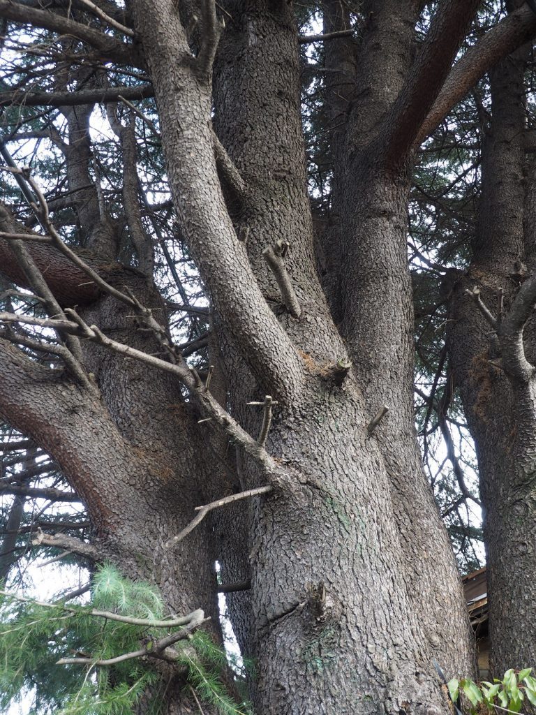 Yanaka Cedar Tree at Yanesen area in Tokyo, Japan.