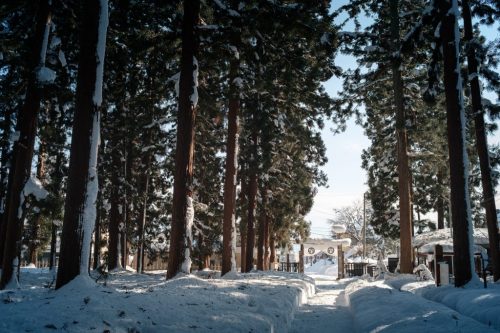 Uesugi Samurai Mausoleum Cedars in Winter Snow Yonezawa City