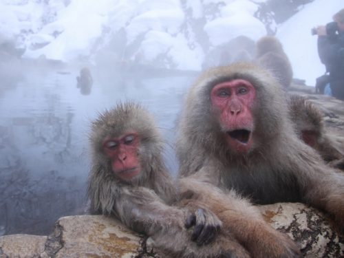 Meeting with Japanese Macaques at Snow Monkey Park in Shiga Kogen National Park